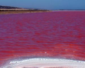 more on red tide