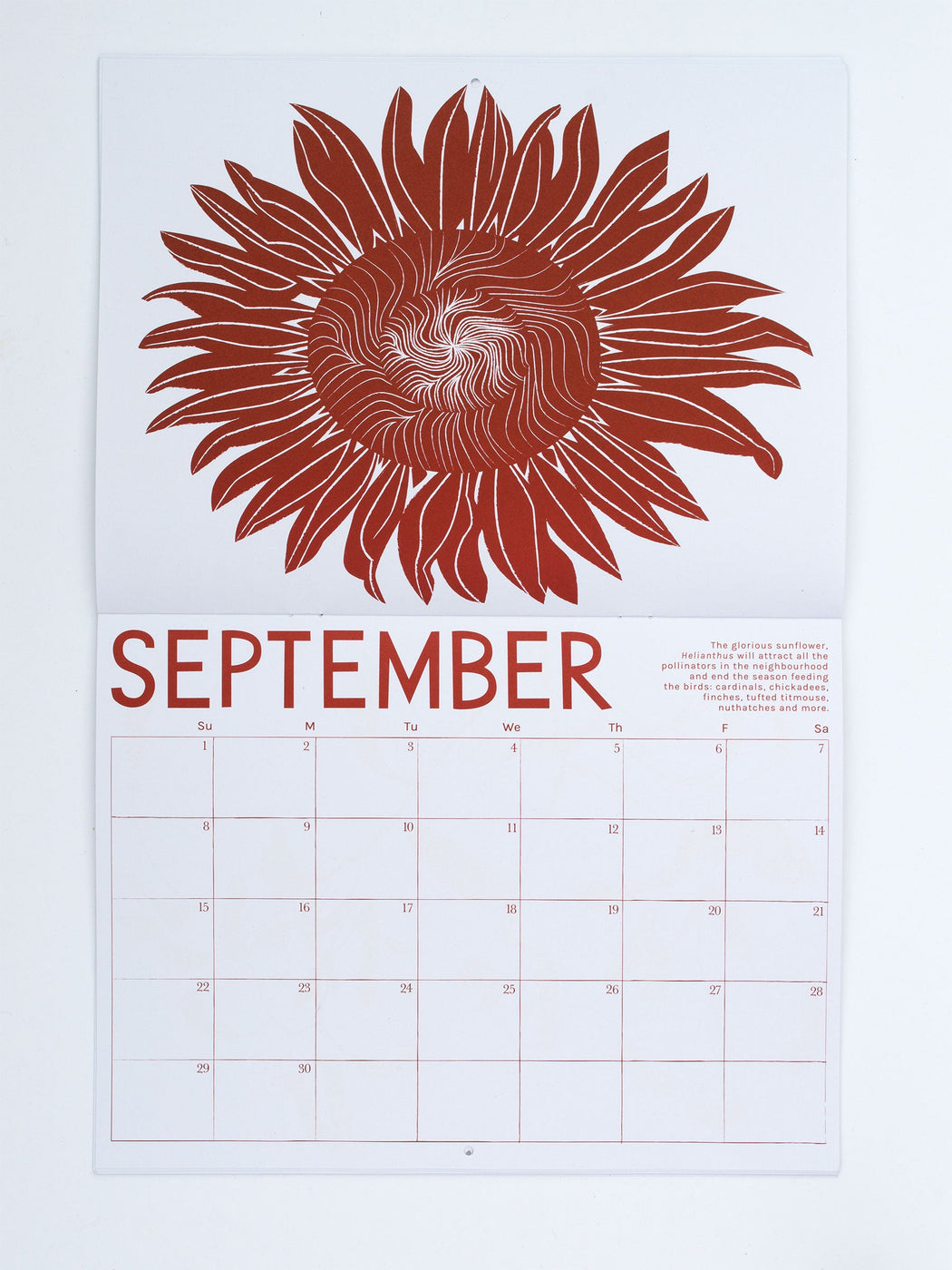 Big beautiful burgundy sunflower illustration for the month of September